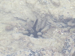 Eucidaris galapagensis