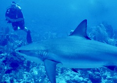 Carcharhinus perezii