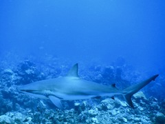 Carcharhinus perezii