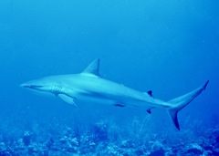 Carcharhinus perezii