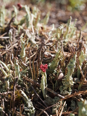 Cladonia