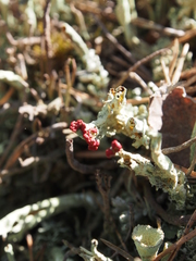 Cladonia