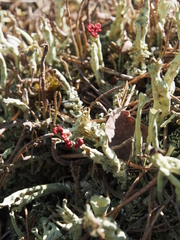 Cladonia