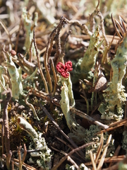 Cladonia