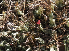 Cladonia