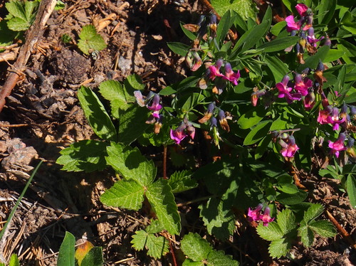 Bitter vetch (Lathyrus linifolius)