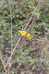 Passerina leclancherii