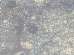 Eucidaris galapagensis