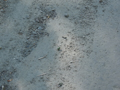 Cicindela campestris