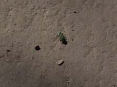 Cicindela campestris