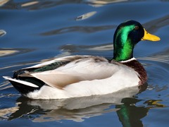 Anas platyrhynchos