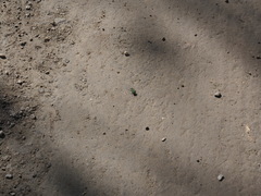 Cicindela campestris