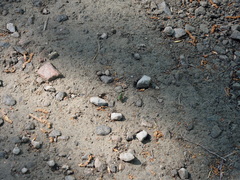 Cicindela campestris