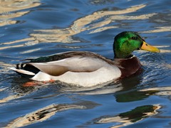 Anas platyrhynchos