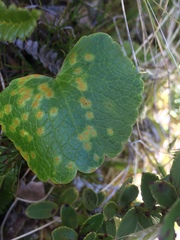 Aecidium ranunculi-lyallii