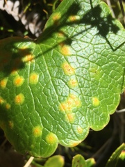 Aecidium ranunculi-lyallii