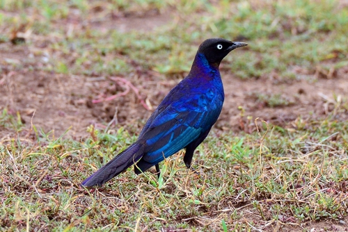 Rüppell's Starling