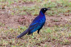 Rueppell's Glossy-Starling photo 3