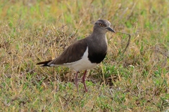 Vanellus melanopterus