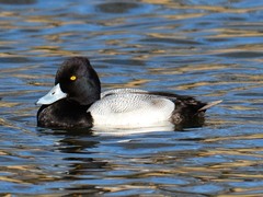 Aythya affinis