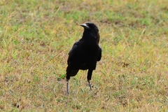 Corvus capensis
