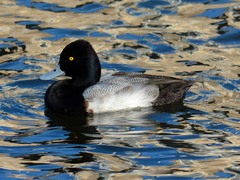 Aythya affinis