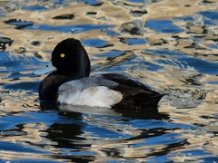 Aythya affinis
