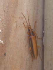 Thelyphassa lineata