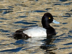 Aythya affinis