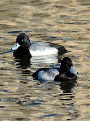 Aythya affinis