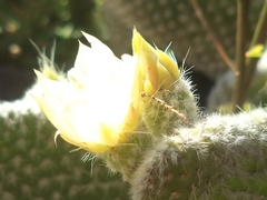 Opuntia microdasys