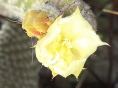 Opuntia microdasys