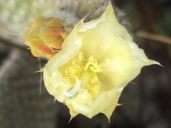 Opuntia microdasys