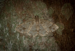 Myrioblephara desumpta