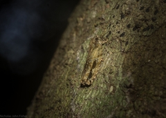 Metrioglypha phyllodes