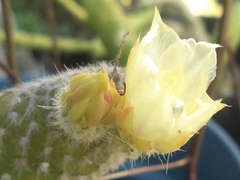 Opuntia microdasys