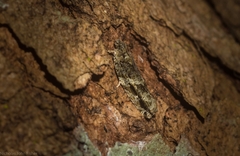 Metrioglypha phyllodes