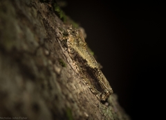 Metrioglypha phyllodes