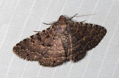 Diatenes aglossoides