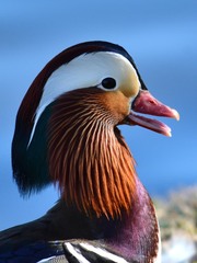 Aix galericulata