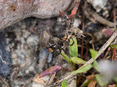 Steatoda albomaculata