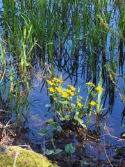 Caltha palustris