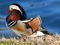 Aix galericulata