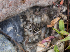 Steatoda albomaculata