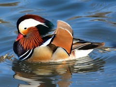 Aix galericulata