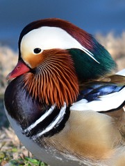 Aix galericulata