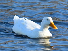 Anas platyrhynchos domesticus