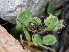 Steatoda albomaculata