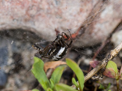 Steatoda albomaculata