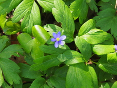 Hepatica nobilis